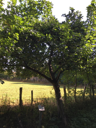 IMG 1191 0338x0450